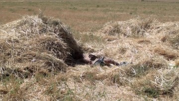 Труп мужчины обнаружен на пшеничном поле