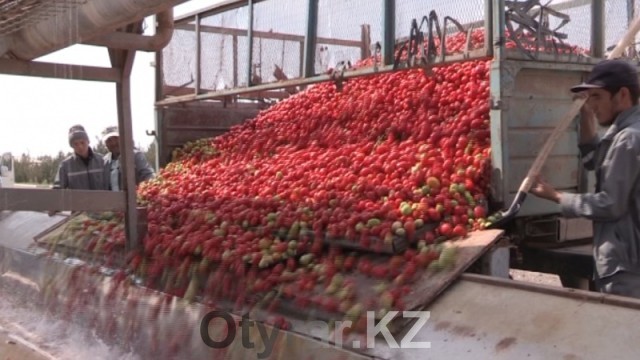 Томатный завод в Арыси теперь перерабатывает яблоки