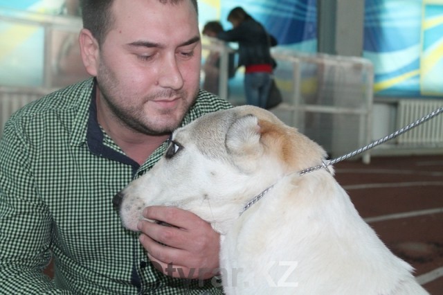 Выставка породистых собак прошла в Шымкенте