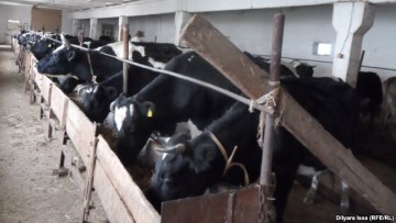 Фермеры жалуются на нерентабельность животноводства