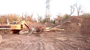 В Шымкенте провели незаконную вырубку деревьев