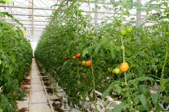 В Южном Казахстане растет спрос на помидоры и огурцы из местных теплиц
