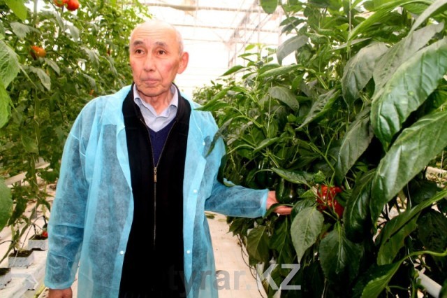 В Южном Казахстане растет спрос на помидоры и огурцы из местных теплиц