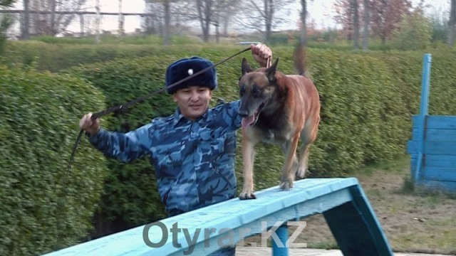 Кинологи ЮКО продемонстрировали навыки служебных собак на соревнованиях в Алматы
