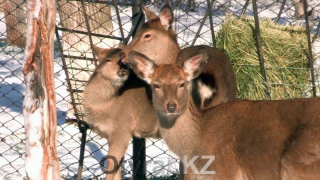 Постояльцы шымкентского зоопарка перешли на зимний режим