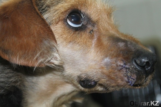 Шымкентские ветеринары успешно провели сложнейшую пластическую операцию собаке