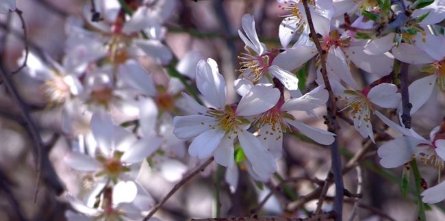 Миндаль цветет в Шымкенте