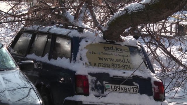Старое дерево в Шымкенте раздавило автомобиль
