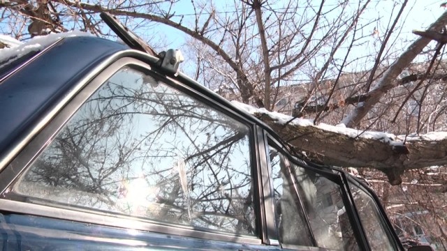 Старое дерево в Шымкенте раздавило автомобиль