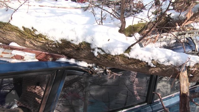 Старое дерево в Шымкенте раздавило автомобиль.