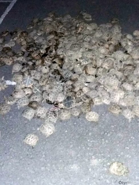 Пограничники ЮКО обнаружили 100-литровую бочку с живыми черепахами
