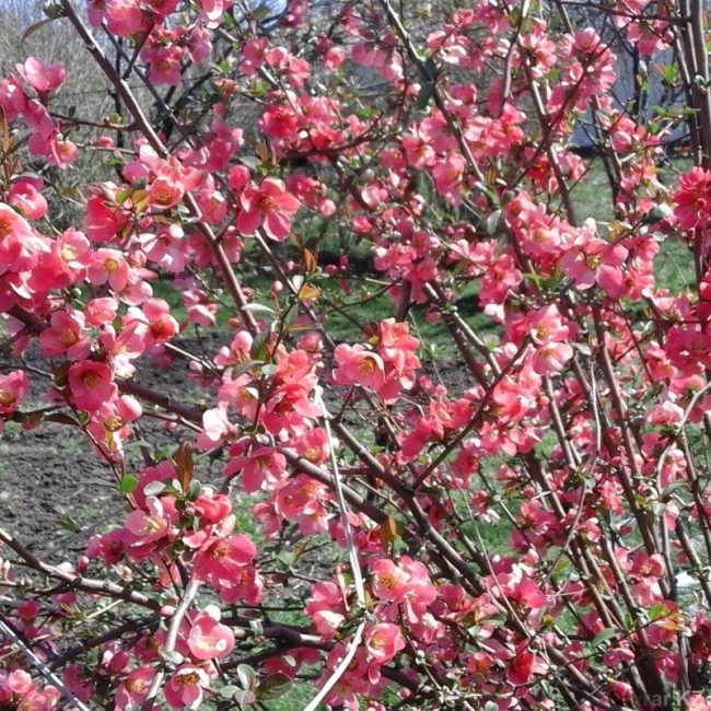 цветение японской айвы