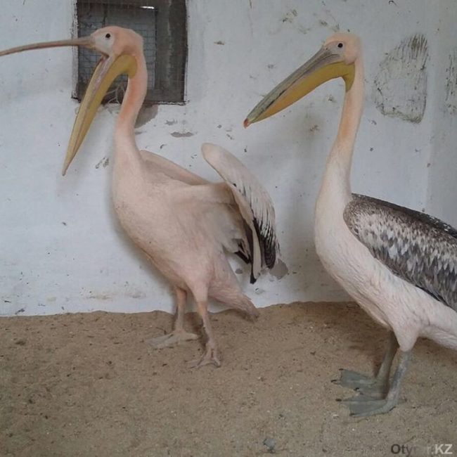 Пеликаны в зоопарке
