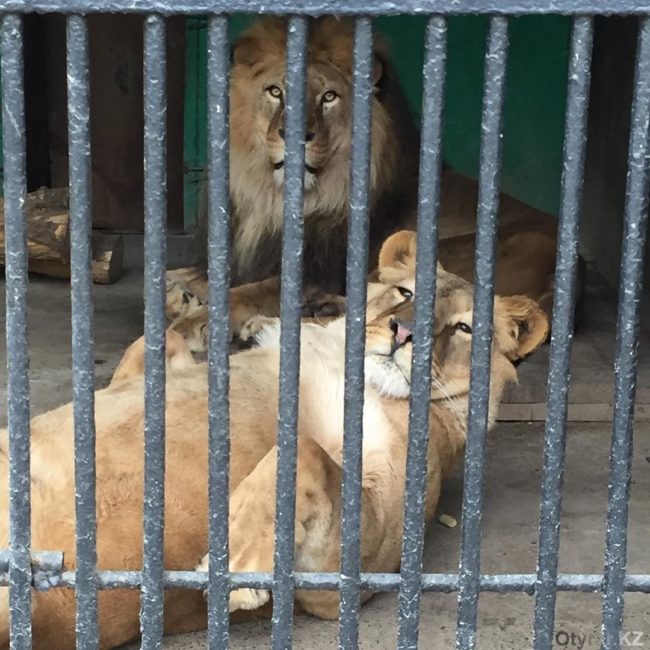 Львы в зоопарке