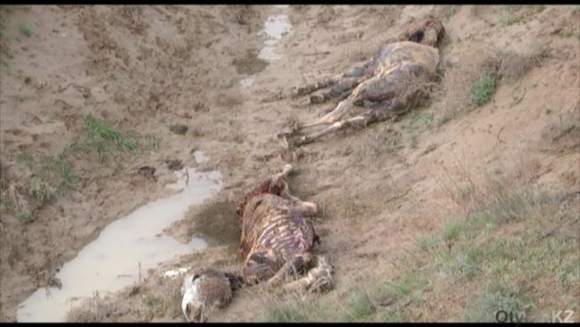 Шкуры и уши стали причиной убийства двух десятков ослов в ЮКО