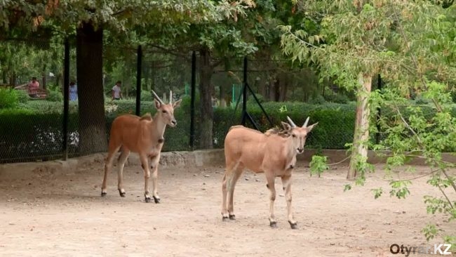 В шымкентском зоопарке поселились российские гости с африканскими корнями