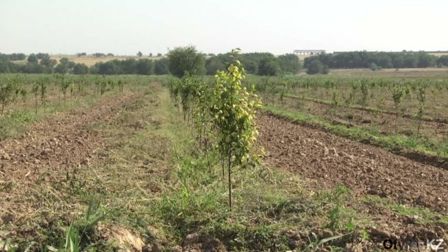 Зеленый пояс в Ордабасинском районе