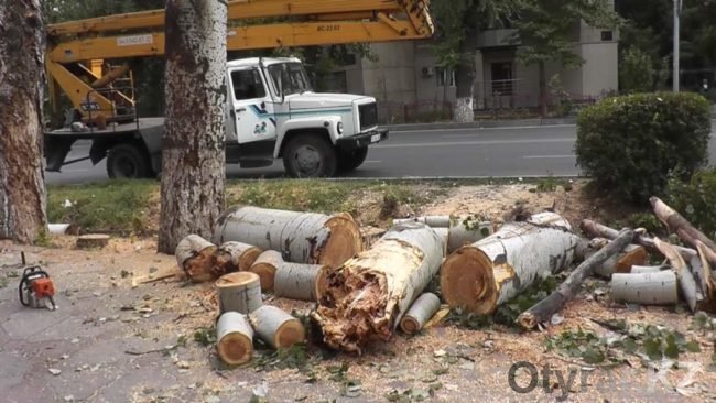 В Шымкенте недалеко от парка "Кен баба" спилят большие деревья