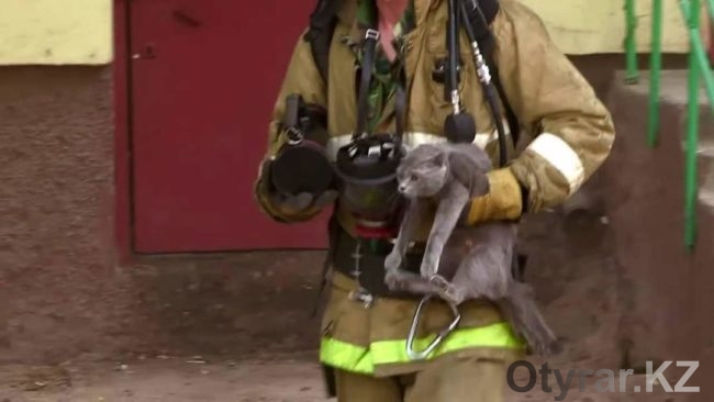 Пожарные эвакуировали кота из объятой дымом многоэтажки