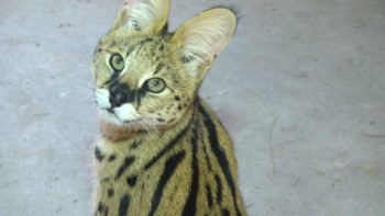 В зоопарке Шымкента новые кошки - краснокнижные сервалы