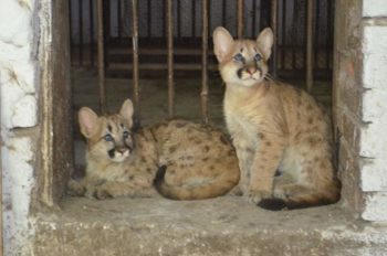 В шымкентском зоопарке новые обитатели - котята американской пумы