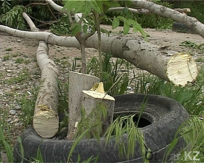 Срубленные деревья в Шымкенте