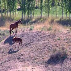 Cтавка великого правителя Есымхана под угрозой уничтожения