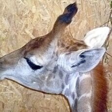 Фоторепортаж: В Шымкент привезли жирафа (+видеосюжет)