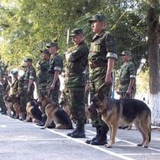 Кинологи Казахстана демонстрируют оперативные навыки своих подопечных