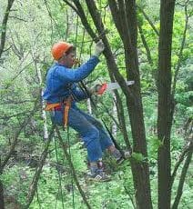 Коммунальщики, делающие обрезку деревьев, перепродают их на дрова