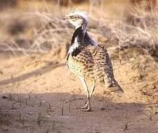 Краснокнижную дрофу красотку выпустят в свободный полет