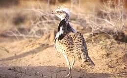 Краснокнижную дрофу красотку выпустят в свободный полет