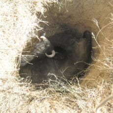 В Шымкенте корова провалилась в яму. Ее доставали спасатели