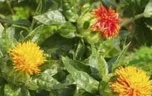 Выращивать сафлор в ЮКО стало выгодно