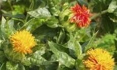 Выращивать сафлор в ЮКО стало выгодно