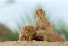 Суслики Южного Казахстана предсказали раннюю весну