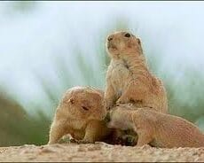 Грызунов — разносчиков чумы обнаружили в Южном Казахстане