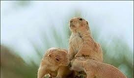 Суслики Южного Казахстана предсказали раннюю весну