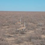 Возвращение дрофы-красотки в Южноказахстанские степи: фоторепортаж