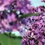 В середине осени в Шымкенте зацвела сирень (видео)