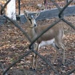 Питомцев зоопарка морозы не испугают. Зимние квартиры для них готовы