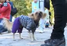 Выставка породистых собак прошла в Шымкенте