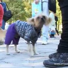 Выставка породистых собак прошла в Шымкенте