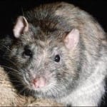 В Шымкенте начнется освобождение города от крыс