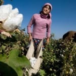 Хлопкоробы требуют увеличить размер государственных субсидий (видео) За каждый собранный килограмм хлопкоробы получают по 25 тенге