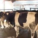 Доить коров и перерабатывать молоко в Шымкенте будут по-новому