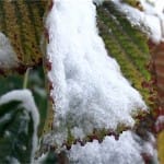 Прогноз на 23-25 ноября: Началась климатическая зима