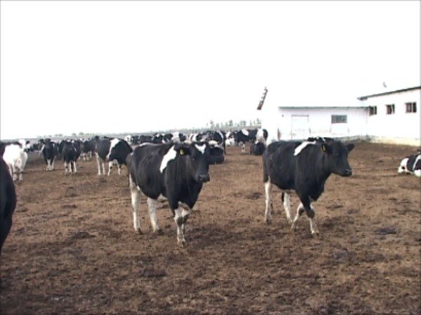 Доить коров и перерабатывать молоко в Шымкенте будут по-новому