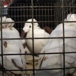 Столицей голубеводства стал район Шымкента — Кызыл жар (видео)