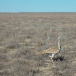 Восстановить популяцию дроф-красоток пытаются в Южном Казахстане